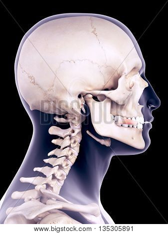 medically accurate illustration of the risorius