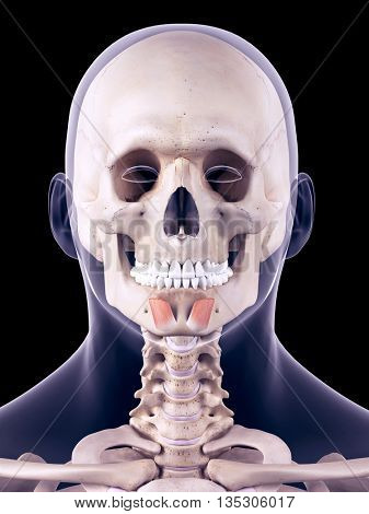 3d rendered, medically accurate illustration of the mentalis