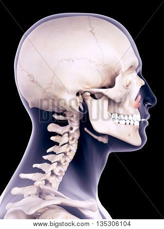 3d rendered, medically accurate illustration of the nasalis alar