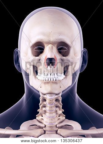 3d rendered, medically accurate illustration of the nasalis transverse