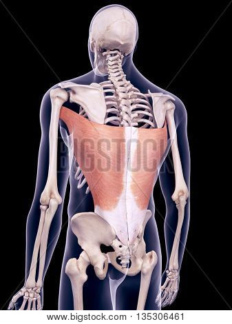 3d rendered, medically accurate illustration of the latissimus dorsi