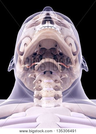 3d rendered, medically accurate illustration of the stylohyoid