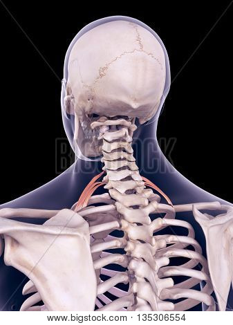 3d rendered, medically accurate illustration of the scalene posterior