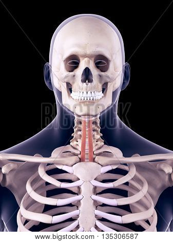 3d rendered, medically accurate illustration of the sternohyoid