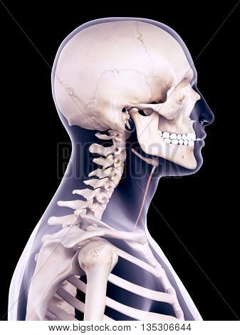 3d rendered, medically accurate illustration of the sternohyoid