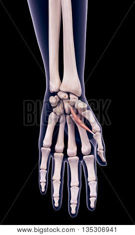3d rendered, medically accurate illustration of the flexor pollicis brevis