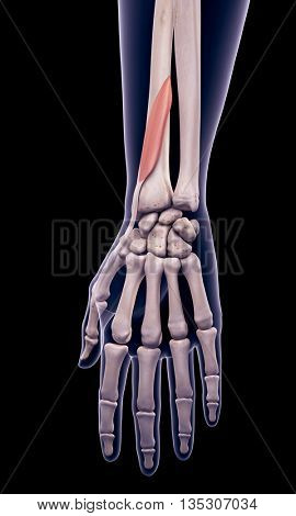 3d rendered, medically accurate illustration of the extensor pollicis brevis
