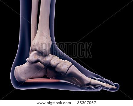 3d rendered, medically accurate illustration of the flexor digitorium brevis