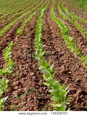 row of tobacco plant in rural farm land