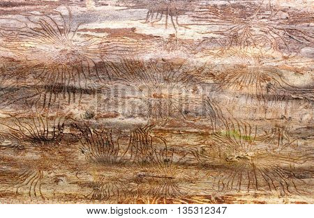 Traces of beetles under the bark on a spruce tree. tracks under the bark of dead trees left beetles Skolotina