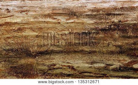 Traces of beetles under the bark on a spruce tree. tracks under the bark of dead trees left beetles Skolotina