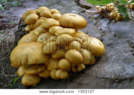 Hongos_0288