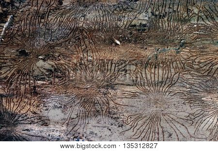 Traces of beetles under the bark on a spruce tree. tracks under the bark of dead trees left beetles Skolotina