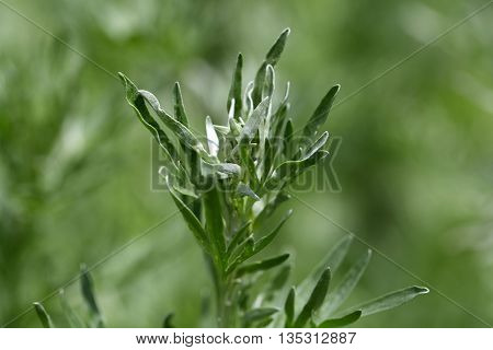 Leaves of absinthe wormwood plants (Artemisia absinthium)