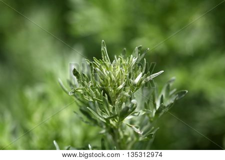 Leaves of absinthe wormwood plants (Artemisia absinthium)