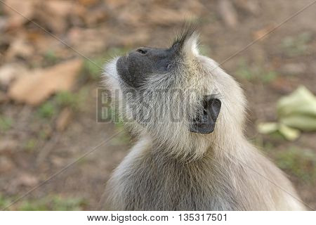 Langur looking into the Trees in Kanha National Park in India