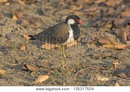 Red-wattled Lapwing in Kanha National Park in India