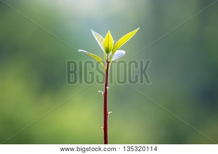 Macro of little sprout avocado Persea gratissima on the window