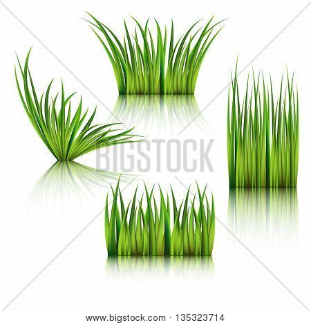 Fragments of the green grass isolated on white. Vector illustration.