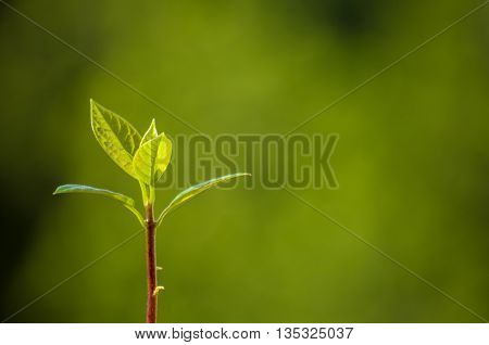 Macro of little sprout avocado Persea gratissima on the window