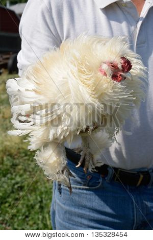 White frizzle rooster being held by farmer
