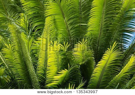 close up of backlit palm tree leaves