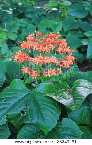 One of Flower in Nasi Island, Aceh
