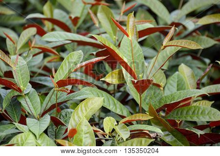 close up Picara tree in nature garden