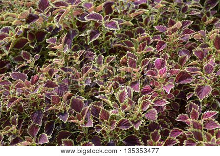 beautiful Solenostemon scutellaides plants in nature garden