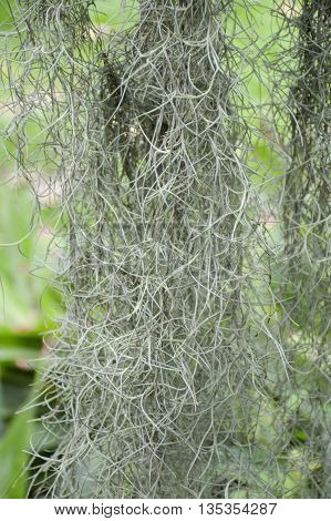 close up Tillandsia usneoides plants in nature garden