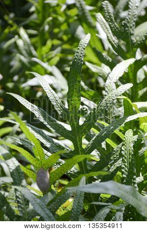 fresh green dianella caerulea plants in nature garden