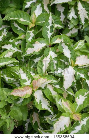 fresh green Graptophyllum pictum plants in nature garden