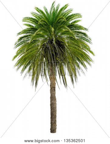 Palm tree with a large crown. Isolated over white.