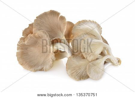 uncooked fresh Oyster Mushroom on white background