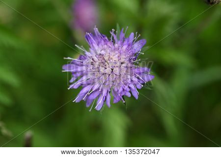 Flower of a Wood Scabious (Knautia dipsacifolia)