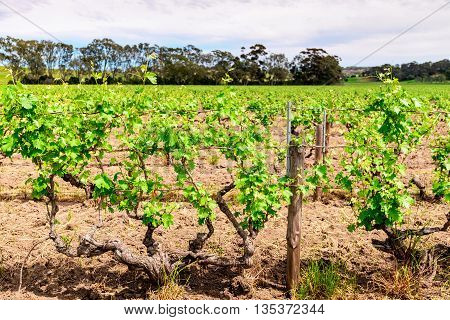 Picturesque winery in Barossa Valley South Australia.