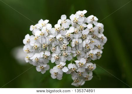 Macro photo of common yarrow (Achillea millefolium) flowers.
