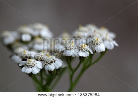 Macro photo of common yarrow (Achillea millefolium) flowers.
