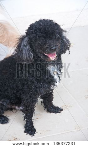 a standard poodle male puppy, cute dog