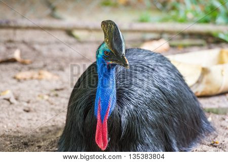 portrait of a beautiful exotic southern cassowary closeup
