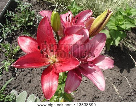 Hybrids liliy pink-red flowers and buds .