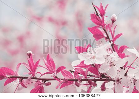 Infrared Mode Toned Blossoming Cherry Tree