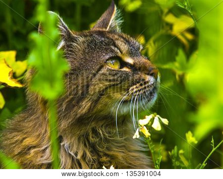 cat. Cat portrait close up only head crop. Cat in the Green Grass in Summer. relax kitten on green grass. cat on grass