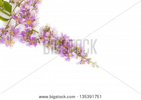 Lagerstroemia floribunda,Purple flower,Cananga flower (Cananga odorata) annonaceae, Queen's Flower, on white background.