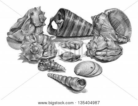 Set of different seashells drawn by hand with pencil. Pencil sketch academic drawing. Summer sea theme