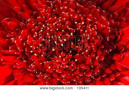 Blomst makro