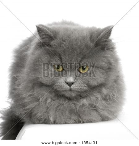  Persisk