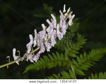 Northern wolfsbane Aconitum lycoctonum flowers on stem macro selective focus shallow DOF