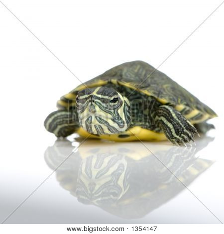  Żółw - Acanthochelys
