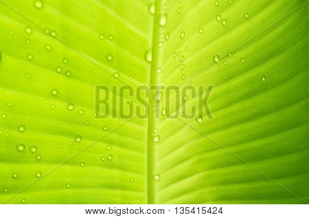 Water drops on banana leaf. Texture background of backlight green banana Leaf. abstract background.